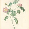 Rosa Foetida; Rosier tomenteux, variete