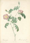 Rosa Foetida; Rosier tomenteux, variete