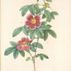 Rosa Cinnamomea Flore Simplici; Rosier de Mai