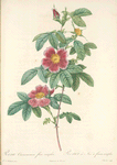 Rosa Cinnamomea Flore Simplici; Rosier de Mai