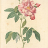 Rosa Gallica Versicolor; Rosier de France a fleurs panachees (syn)