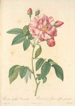 Rosa Gallica Versicolor; Rosier de France a fleurs panachees (syn)