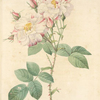 Rosa Damascena Variegata; Rosier d'Yorck et de Lancastre (syn)