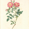 Rosa Rubiginosa Zabeth; Rosier rubigineux 'Reine Elisabeth'