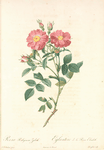 Rosa Rubiginosa Zabeth; Rosier rubigineux 'Reine Elisabeth'