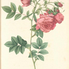 Rosa Rapa; Rosier d'Amour