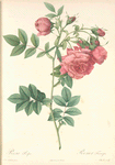 Rosa Rapa; Rosier d'Amour