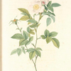 Rosa Andegavensis; Rosier d'Anjou