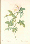 Rosa Andegavensis; Rosier d'Anjou