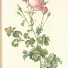 Rosa Centifolia Bipinnata; Rosier á centfeuilles a feuilles de celeri, variete