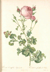 Rosa Centifolia Bipinnata; Rosier á centfeuilles a feuilles de celeri, variete