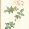 Rosa Collina Fastigiata; Rosier des Collines; Rosier a court-style (syn)