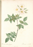 Rosa Collina Fastigiata; Rosier des Collines; Rosier a court-style (syn)