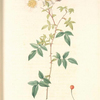 Rosa Semper-Virens Globosa; Rosier a feuilles persistantes