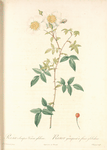 Rosa Semper-Virens Globosa; Rosier a feuilles persistantes