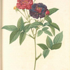 Rosa Gallica Purpurea Velutina, Parva; Rosier de France, variete
