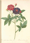 Rosa Gallica Purpurea Velutina, Parva; Rosier de France, variete