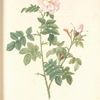 Rosa Orbessanea; Rosier d'Orbessan