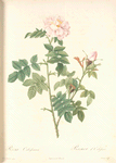 Rosa Orbessanea; Rosier d'Orbessan