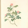 Rosa Rubiginosa Nemoralis; Eglantier des bois