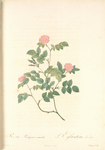 Rosa Rubiginosa Nemoralis; Eglantier des bois
