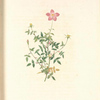 Rosa Indica Pumila (Flore Simplici); Rosier nain du Bengale a fleurs simples