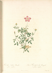 Rosa Indica Pumila (Flore Simplici); Rosier nain du Bengale a fleurs simples