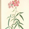 Rosa Longifolia; Rosier de Chine a feuilles de pecher