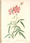 Rosa Longifolia; Rosier de Chine a feuilles de pecher