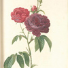 Rosa Gallica (Purpuroviolacea Magna); Rosier Evêque (syn)