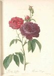 Rosa Gallica (Purpuroviolacea Magna); Rosier Evêque (syn)