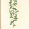 Rosa Aciphylla; Rosier de Chien, variete