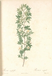 Rosa Aciphylla; Rosier de Chien, variete
