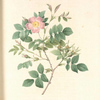 Rosa Malmundariensis; Rosier de Malmedy (syn)
