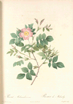 Rosa Malmundariensis; Rosier de Malmedy (syn)