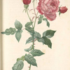 Rosa Indica; La Bengale bichonne'