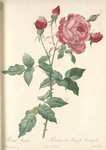 Rosa Indica; La Bengale bichonne'