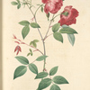 Rosa Indica; Rosier de Chine a fleurs doubles