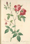 Rosa Indica; Rosier de Chine a fleurs doubles