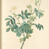 Rosa Tomentosa; Rosier tomenteux