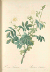 Rosa Tomentosa; Rosier tomenteux