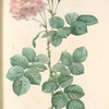 Rosa Damascena Aurora; Rosier blanc 'Celeste'