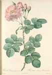 Rosa Damascena Aurora; Rosier blanc 'Celeste'