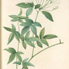 Rosa Banksiae; Rosier de Lady Banks a fleurs blanches et doubles (syn)