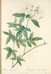 Rosa Banksiae; Rosier de Lady Banks a fleurs blanches et doubles (syn)
