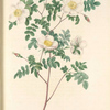 Rosa Candolleana Elegans; Rosier de Candolle (syn)