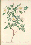Rosa Candolleana Elegans; Rosier de Candolle (syn)