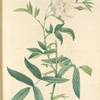Rosa Alba Cimbaefolia; Rosier blanc 'A feuilles de Chanvre' (syn)