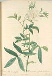 Rosa Alba Cimbaefolia; Rosier blanc 'A feuilles de Chanvre' (syn)