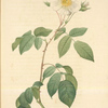 Rosa Sempervirens Latifolia; Rosier a feuilles per sistantes, variete